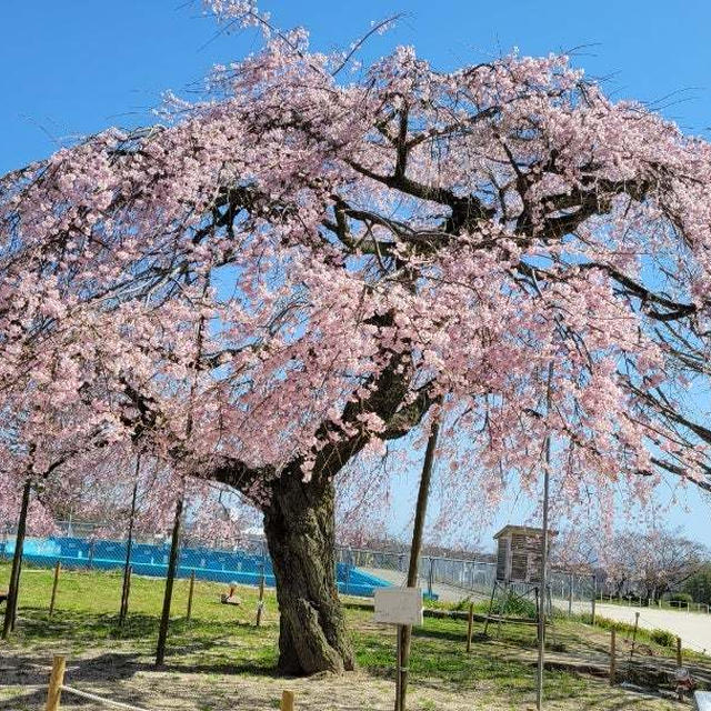 枝垂れ桜が満開　　　次々に咲くお花達・・・お好み焼き大好き