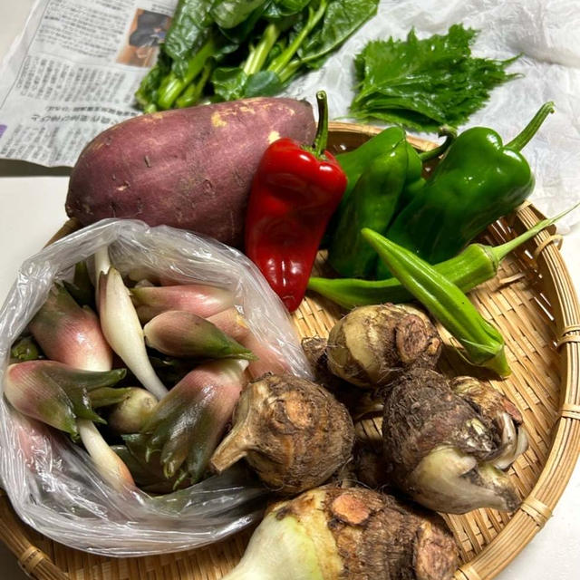 いただきもの野菜と球切れ？