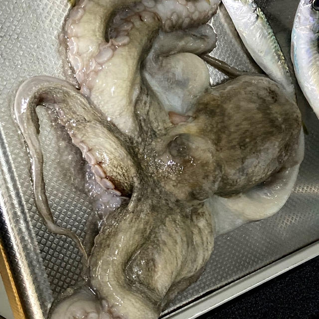 子サバでタコ
