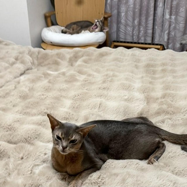 猫が早寝のわが家