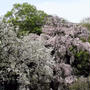 上野でお花見　博物館の庭園でゆったりと
