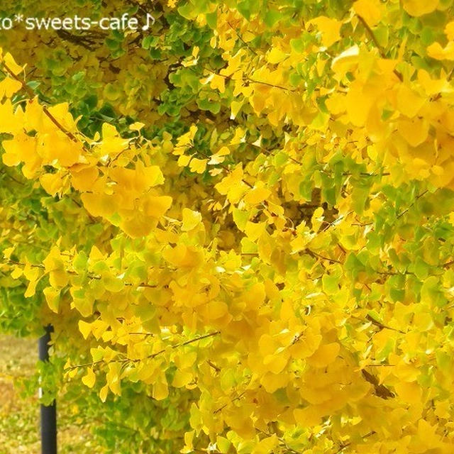 ＊公園の銀杏のグラデーション＊