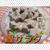 栄養満点‼️【鰹サラダ】