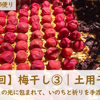 【第6回】梅干し③｜土用干し編