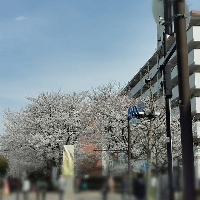 区役所の桜もあーすぷらざの桜も満開