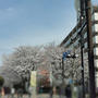 区役所の桜もあーすぷらざの桜も満開
