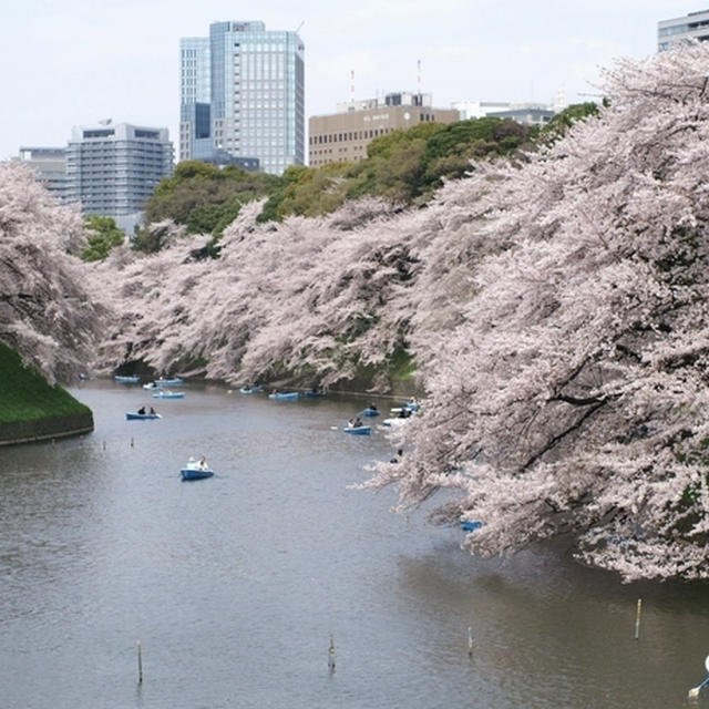 千鳥ヶ淵の桜　２０１１・４・１０