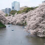 千鳥ヶ淵の桜　２０１１・４・１０