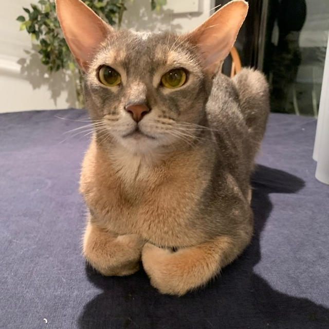 香箱になってる！のかな？これ…
