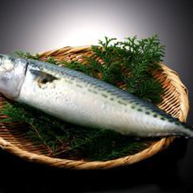 お魚講座、【鯖】追加します！