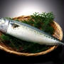 お魚講座、【鯖】追加します！