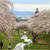 桜が満開の観音寺川。