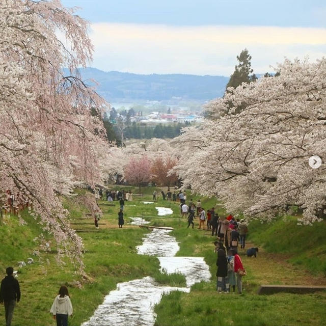 桜が満開の観音寺川。