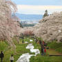 桜が満開の観音寺川。