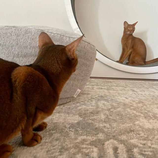 お姉ちゃんを狙う妹ねこ…りす子（ワル）