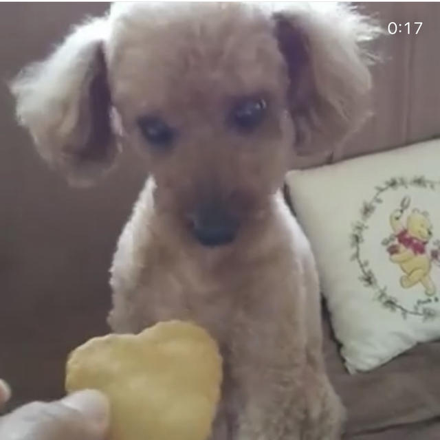 犬の食レポ 砂糖不要でサクサク食感が楽しめるパイナップルクッキー By 犬ごはん先生 いちかわあやこさん レシピブログ 料理ブログのレシピ満載