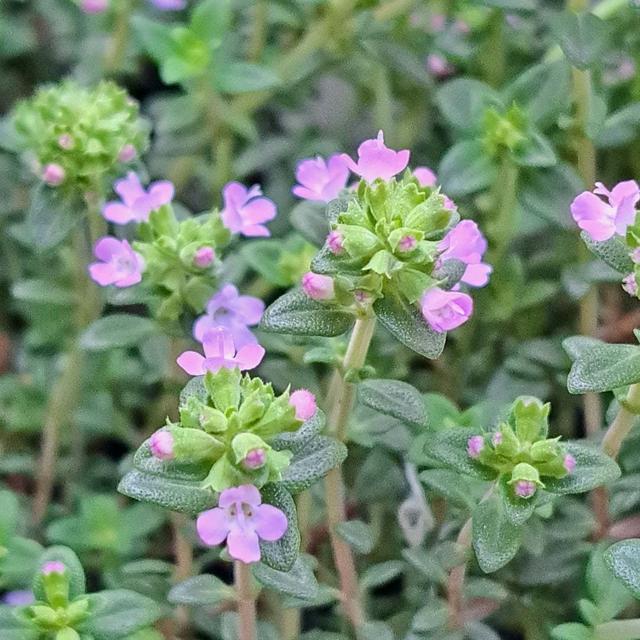 タイムの花が綺麗