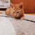 仔猫物語