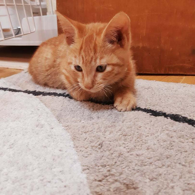 仔猫物語