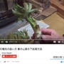 【動画】短いウドand orうどの穂先の扱い方【春の山菜の下処理方法】