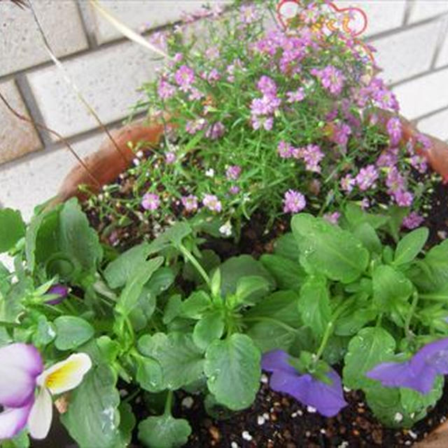 ビオラの寄せ植えと育て方の疑問点