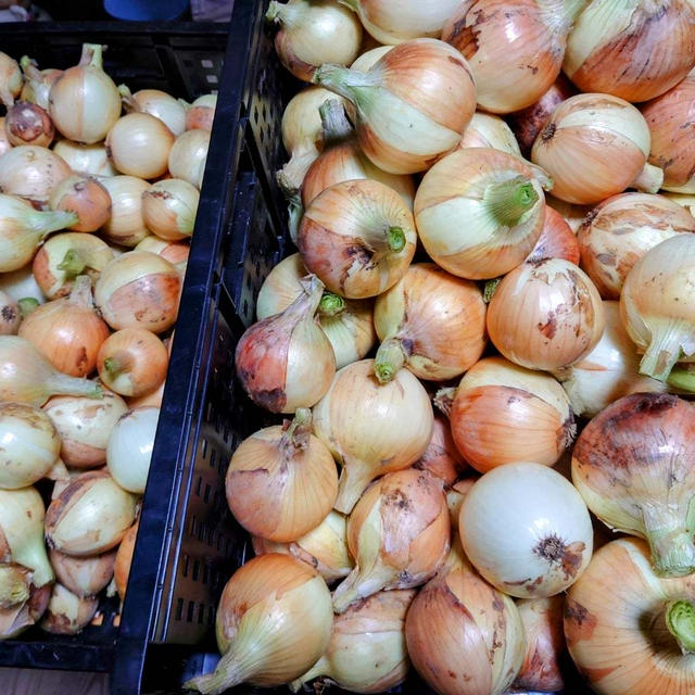 玉ねぎ、にんにくの出荷