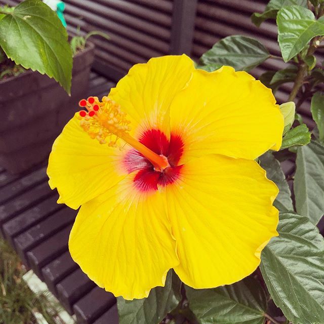 【Instagram】今年から庭に黄色いハイビスカスが仲間入り#初咲き#ハイビスカス#趣味の園芸