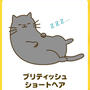まるで私 ねこ診断