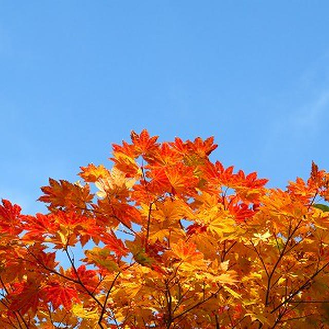 岩手紅葉山行（２）