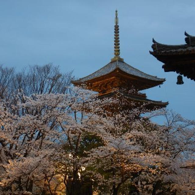 東寺の桜ライトアップ～グッドタイミング！