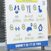 犬のフィットネスと、カブ子28日ぶりに粉瘤が出来てしまいました。
