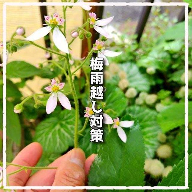 梅雨前のお手入れ作業