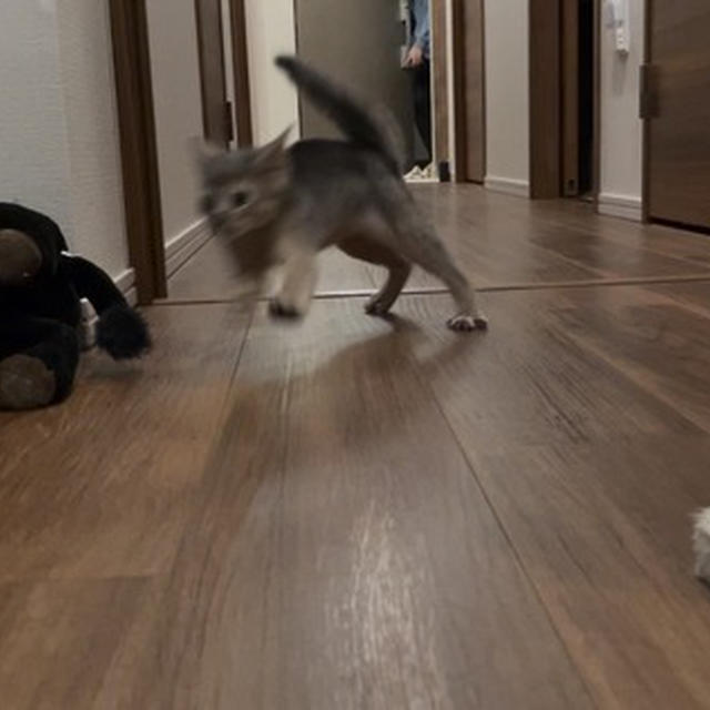 ビビリ兄弟