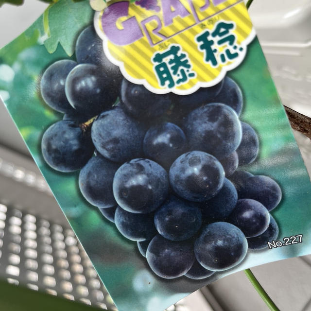 買ってしまったー！葡萄の木
