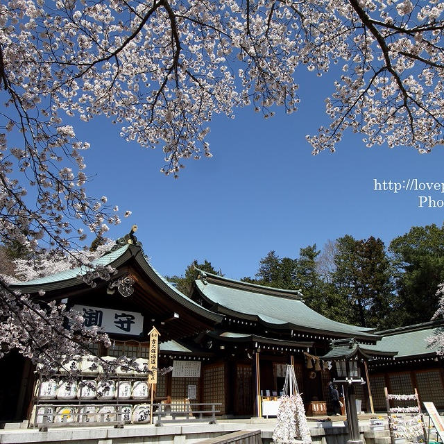 護国神社の春