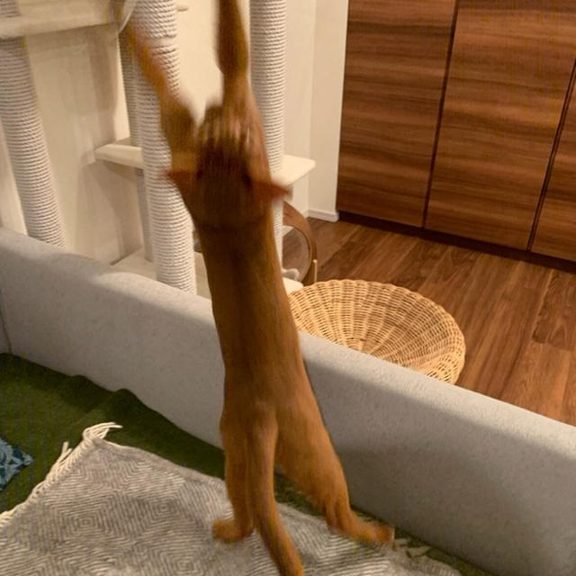 お留守番で暇だったニャンズを遊ばせる♪