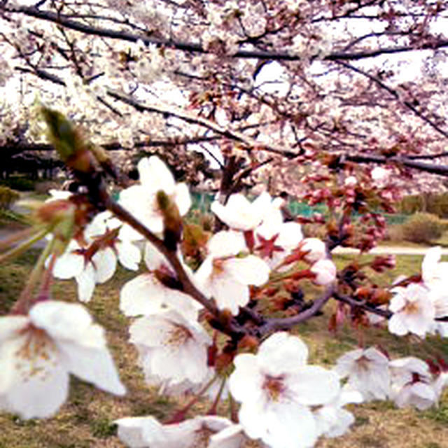 お花見