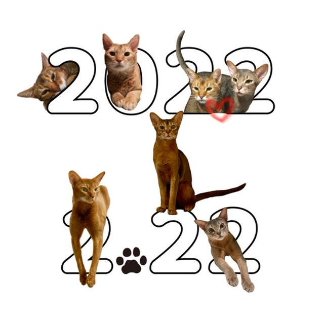 2022.2.22 22:22   ねこの日スペシャル画像