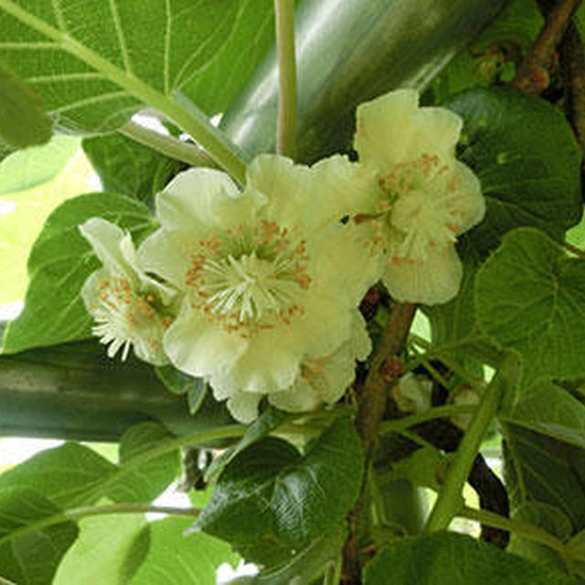 野菜や草木の成長が早い！