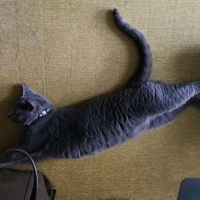 夏の恒例…さくらのひらき