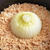【レシピ】まるごと新玉ねぎの炊き込みご飯