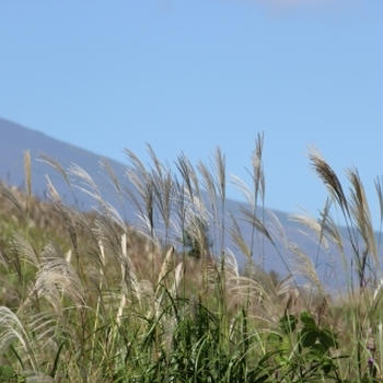 富士山とススキ