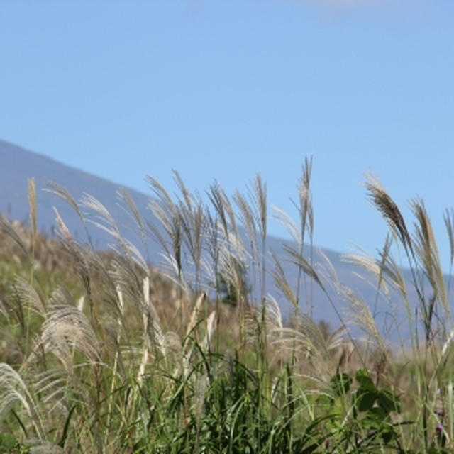 富士山とススキ