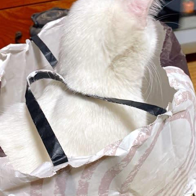 期待を裏切らない子猫遊び