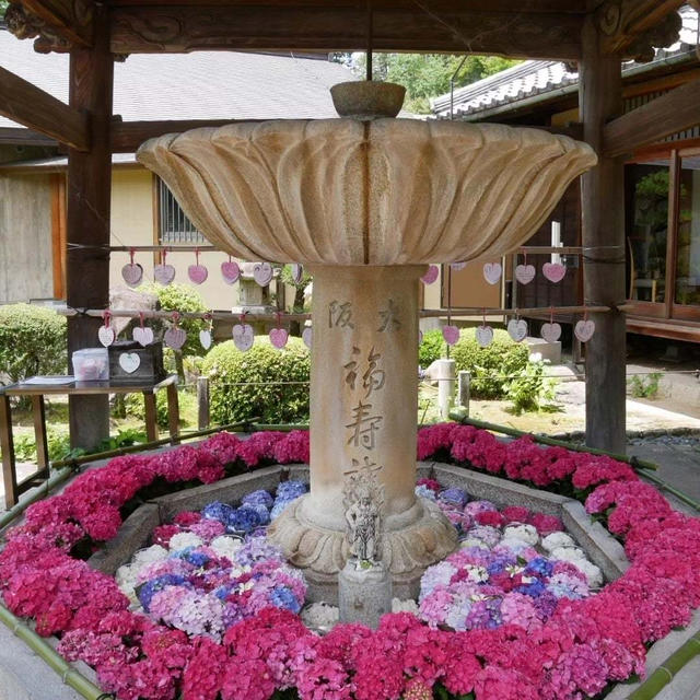 三室戸寺のあじさい、最近撮った写真#ameba写真部