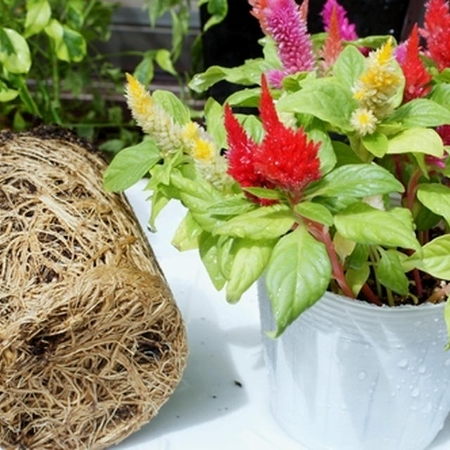 【プレゼントで頂いた観葉植物＆ケイトウの植え替え作業をしました♪】