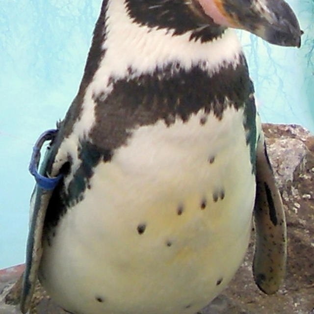 動物園の話