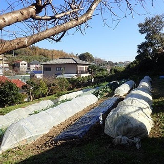 のほほん農園（12月初旬）☆ダイコン2本立て？1本立て？