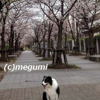 ３月最後の日曜日、神戸地方も桜が咲き始めました(^^♪