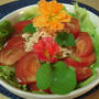 野菜ハーブサラダ